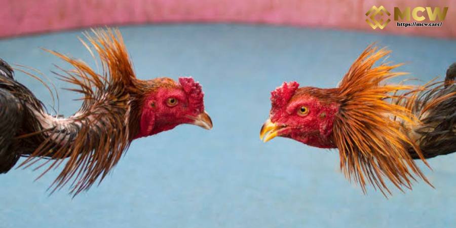 Iron Spur Cockfighting Iron Spur Cockfighting