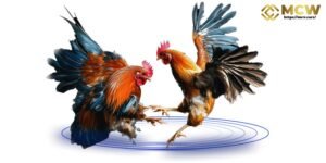 MCW Cockfighting